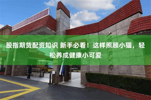 股指期货配资知识 新手必看！这样照顾小猫，轻松养成健康小可爱